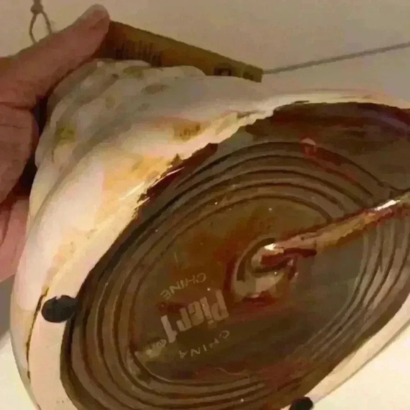 NWT Pier 1 Coastal Shell Oil Lamp‎ Excellent Condition from a Smoke Free Home - Picture 7 of 13